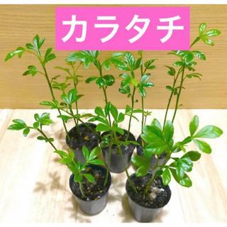 カラタチ　4cmポット3株入り　1年生(プランター)