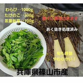 たけのこ　筍　わらび　蕨　旬　茶葉　新芽　旬　新鮮　あく抜き　兵庫県篠山市産(野菜)