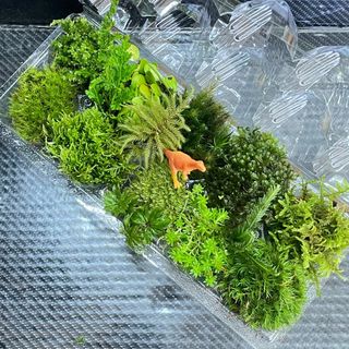 天然苔　こけ　植物詰め合わせ！コウヤノマンネングサ　ホウオウゴケ等　14種　to(その他)