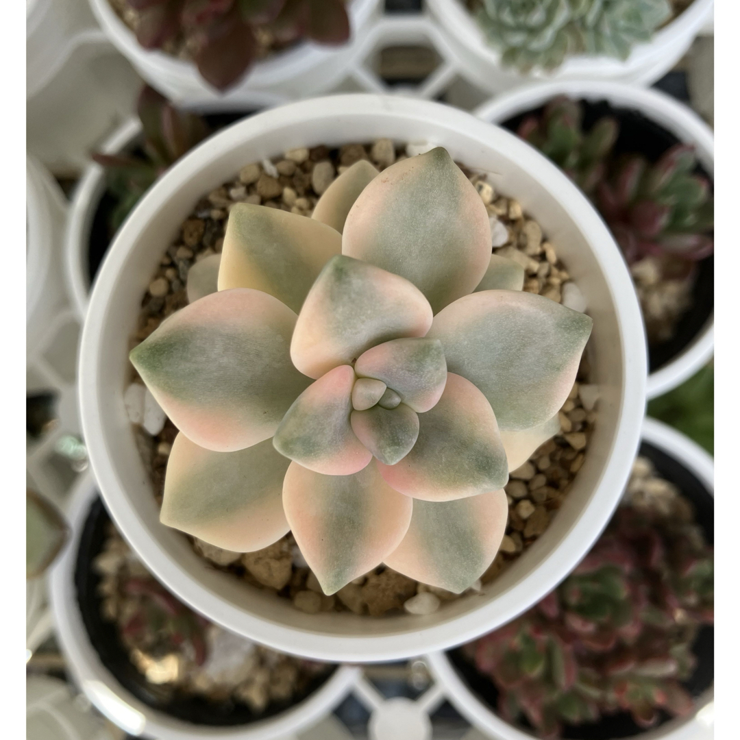 多肉植物・デビー錦・最強の色斑・抜き苗 - 植物/観葉植物