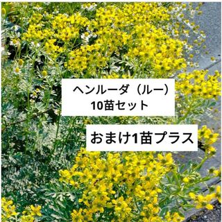 ヘンルーダ（ルー） 10苗セットと、おまけ1苗お付けします！(プランター)