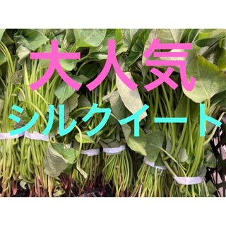 さつまいも苗（シルク10本）