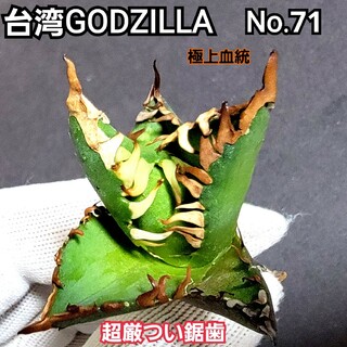 台湾ゴジラ　No.71　不規則に乱れる超厳つい鋸歯が特徴的！入手困難高級アガベ(その他)