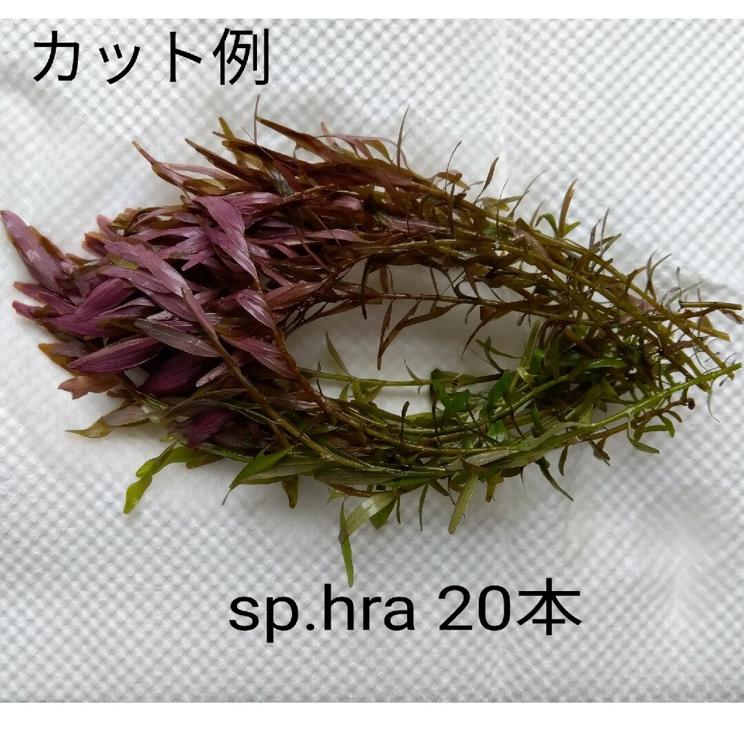 ロタラsp hra (水中葉) 20本 おまけ有 その他のペット用品(アクアリウム)の商品写真