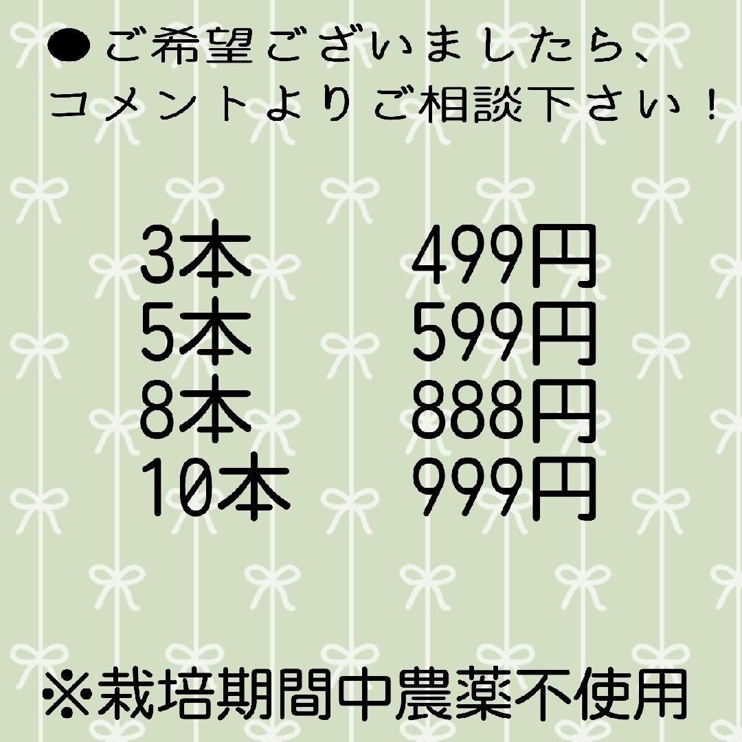 栃木県産　みょうが苗【ネコポスorゆうパケット】 食品/飲料/酒の食品(野菜)の商品写真