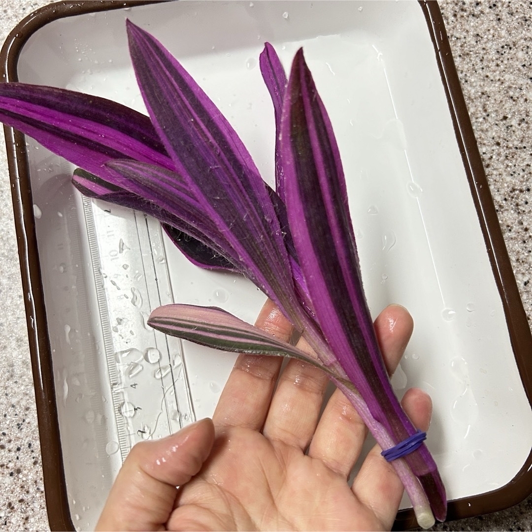 現品　斑入り　ムラサキゴテン  カット２本　紫色ゴム ハンドメイドのフラワー/ガーデン(その他)の商品写真