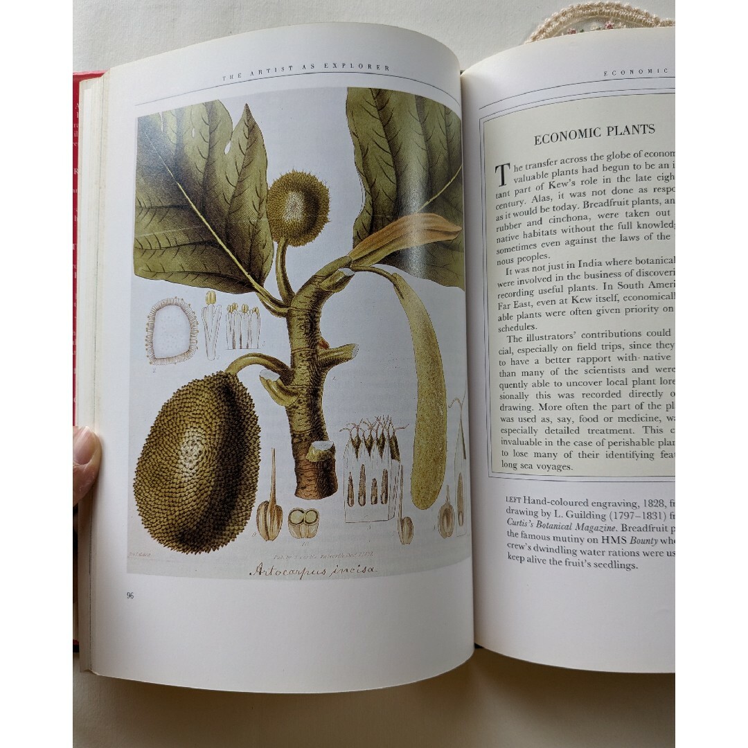 1988年　英国王室キュー植物園のヴィンテージイラスト集♪ヴィンテージ本♪ 古書 エンタメ/ホビーの本(洋書)の商品写真