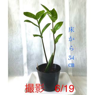 🪴⑩ ザミオクルカス　葉挿し　新芽🌱2本　芋・根付き🌱(プランター)