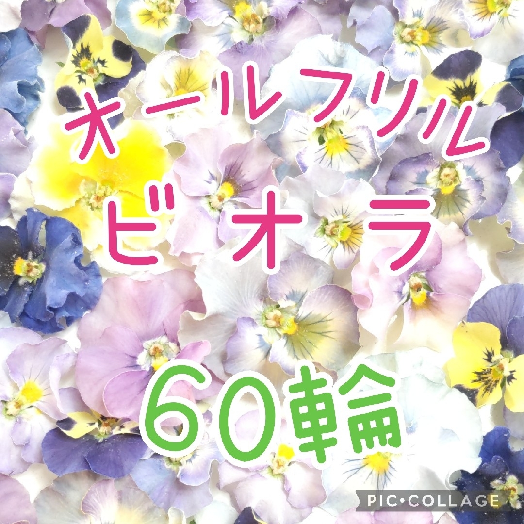 数量限定‼️オールフリルビオラ60輪♡ ハンドメイドのフラワー/ガーデン(ドライフラワー)の商品写真