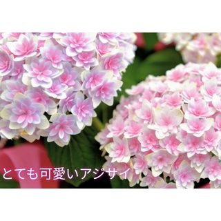 八重咲きのとても可愛いアジサイの挿し穂2本＋おまけ 紫陽花カット苗(プランター)