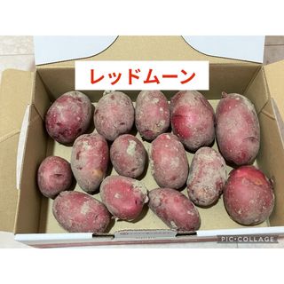 新じゃがいも　レッドムーン(野菜)