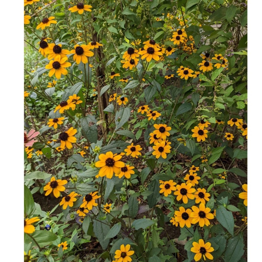 ルドベキア　タカオ　花の苗　根付き苗　3株　色鮮やかで可愛くて花期の長い小花 ハンドメイドのフラワー/ガーデン(プランター)の商品写真