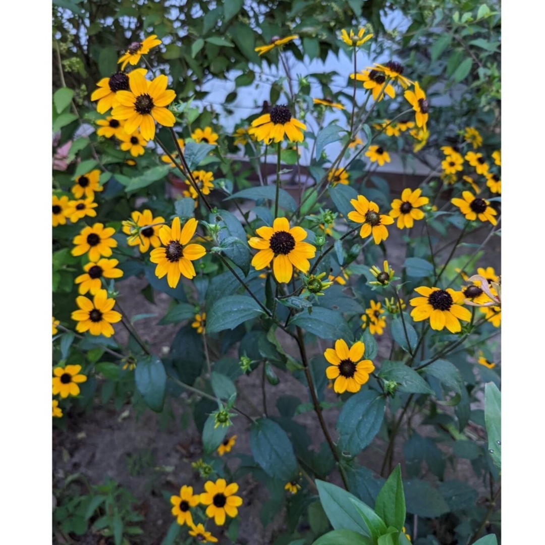 ルドベキア　タカオ　花の苗　根付き苗　3株　色鮮やかで可愛くて花期の長い小花 ハンドメイドのフラワー/ガーデン(プランター)の商品写真