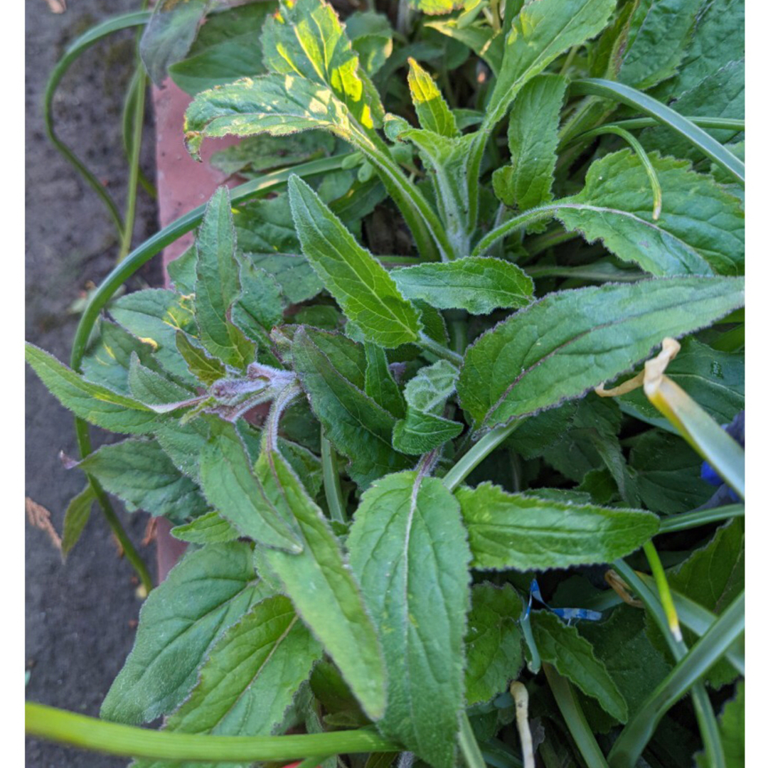 ルドベキア　タカオ　花の苗　根付き苗　3株　色鮮やかで可愛くて花期の長い小花 ハンドメイドのフラワー/ガーデン(プランター)の商品写真