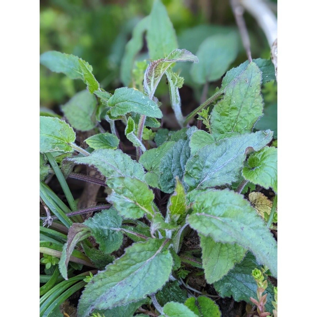 ルドベキア　タカオ　花の苗　根付き苗　3株　色鮮やかで可愛くて花期の長い小花 ハンドメイドのフラワー/ガーデン(プランター)の商品写真