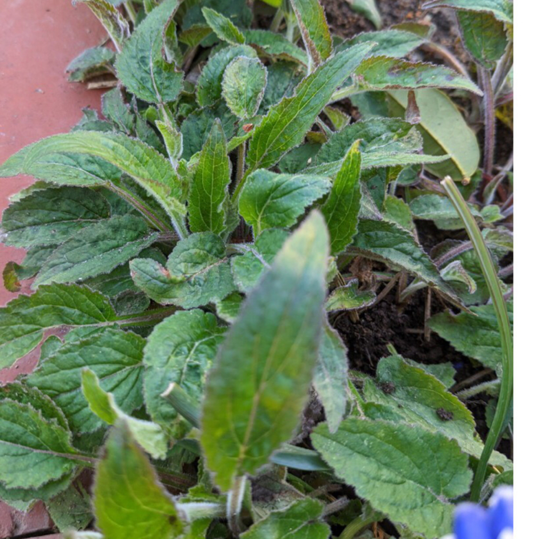 ルドベキア　タカオ　花の苗　根付き苗　3株　色鮮やかで可愛くて花期の長い小花 ハンドメイドのフラワー/ガーデン(プランター)の商品写真