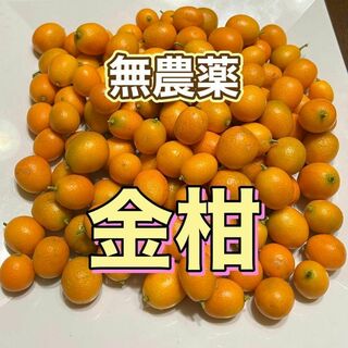 無農薬　金柑（キンカン） 約900g 甘味が多く皮ごとOK！お弁当にも！残わずか(フルーツ)