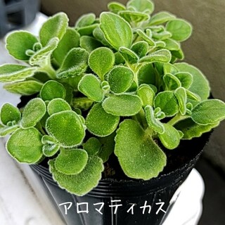 多肉植物【アロマティカス】抜き苗