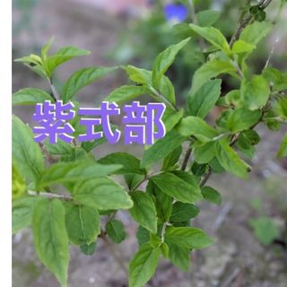 紫式部　ムラサキシキブ　花の苗　花木　２年半の苗木　★ゆうパケットポスト発送★(プランター)