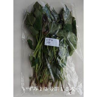 ◆茨城産◆【いずみ１３号苗】１５本以上入れます★さつまいも苗★《農家直送》★(野菜)