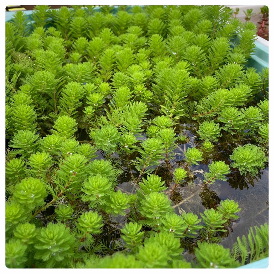 ビオトープ　水草セット　7種類　寄せ植え　水槽水草　産卵床　浮き草　暑さ対策に その他のペット用品(アクアリウム)の商品写真