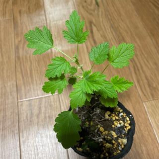 レモンフィズ  ゼラニウム ゼラニューム(その他)
