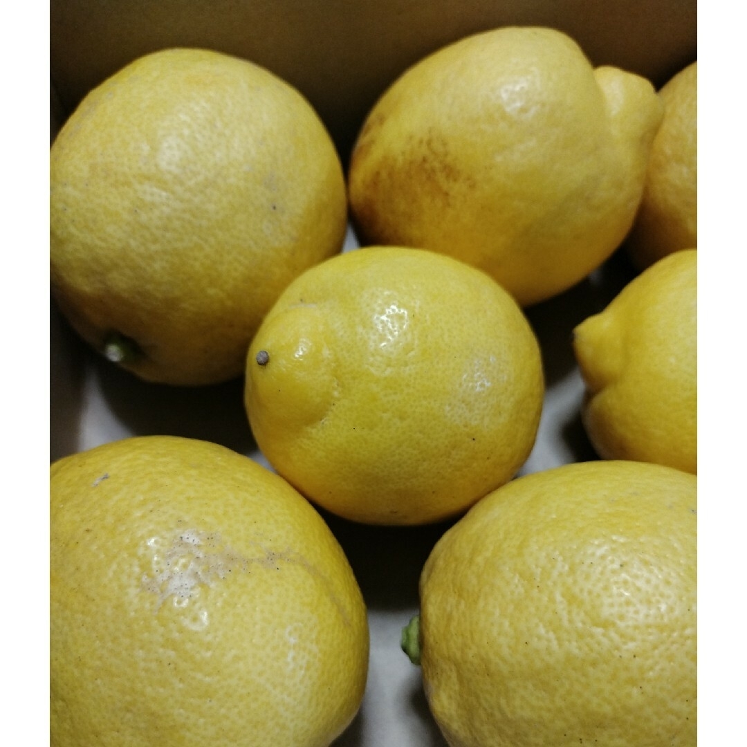 広島県産、減農薬レモン、一キロ 食品/飲料/酒の食品(フルーツ)の商品写真