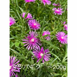 マツバギク　松葉菊　葉挿し　カット苗　〜200g  🟢匿名配送(その他)