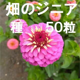 ジニア　八重咲　ぽんぽん百日草　種子50粒+　2023年採種 花色ミックス(その他)