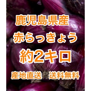 鹿児島県産　赤らっきょう　約2キロ(野菜)