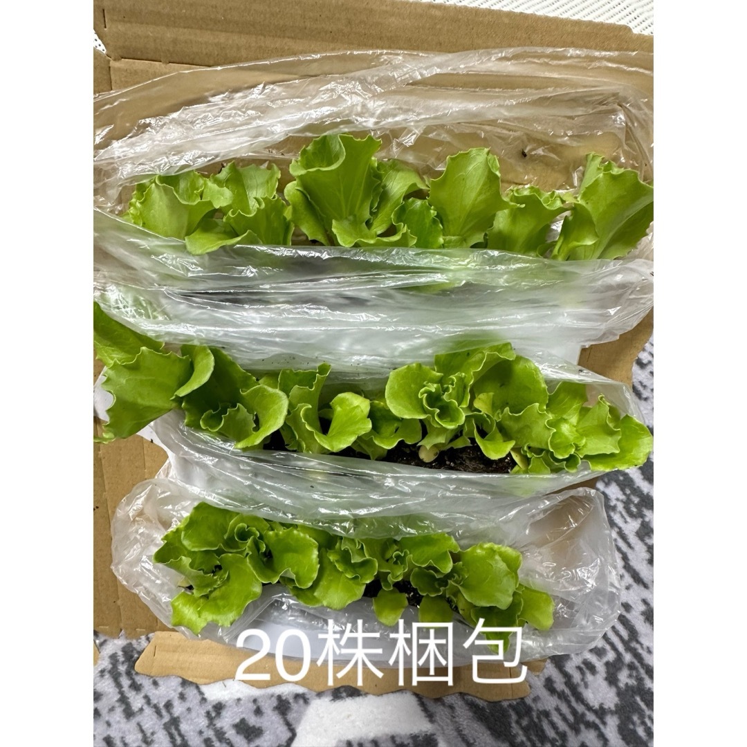 玉レタス苗×20  その他のその他(その他)の商品写真