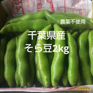 千葉県産そら豆２kg栽培期間中農薬不使用(野菜)