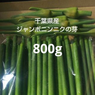 千葉県産ジャンボニンニクの芽800g栽培期間中農薬不使用(野菜)