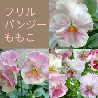10粒　甘いピンク系　フリルパンジー✦ももこ✦花の種(その他)