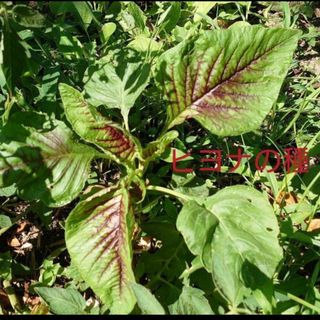 希少　莧（ヒユ）菜（Amaranthus tricolor）種70粒(野菜)