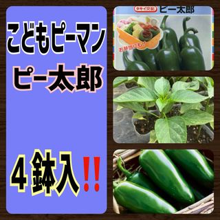 種苗店が発送‼️苦味の少ないこどもピーマン苗‼(野菜)