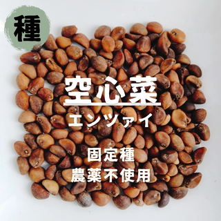 【種】空心菜　エンツァイ　無農薬　50粒(野菜)