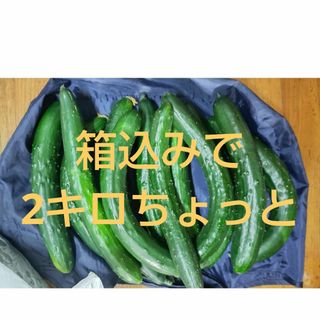 熊本県産　訳あり　きゅうり　２キロとちょっと(野菜)