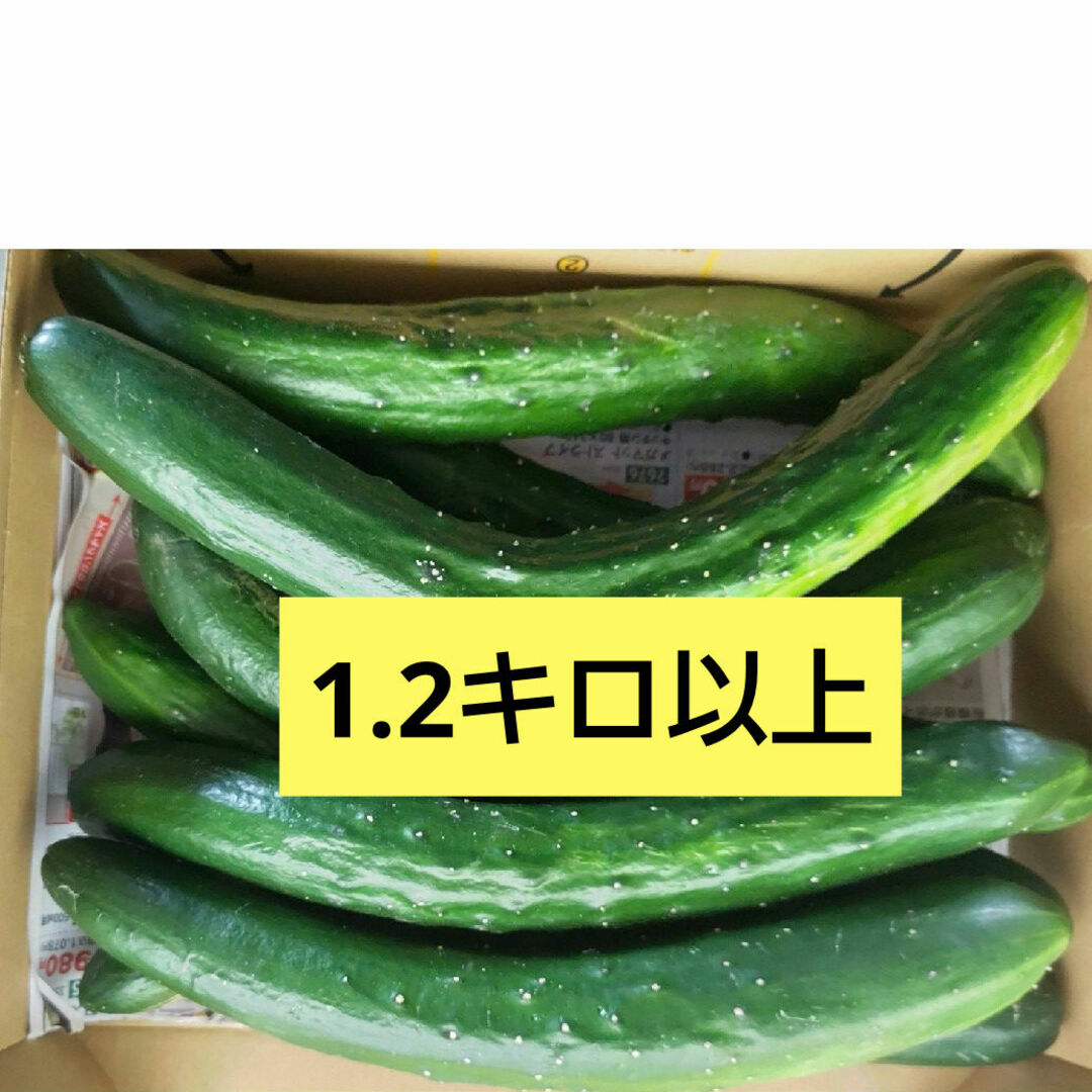 熊本県産　訳あり　きゅうり　約1.2キロ 食品/飲料/酒の食品(野菜)の商品写真