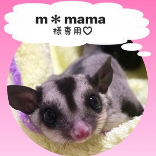 専用です。(小動物)