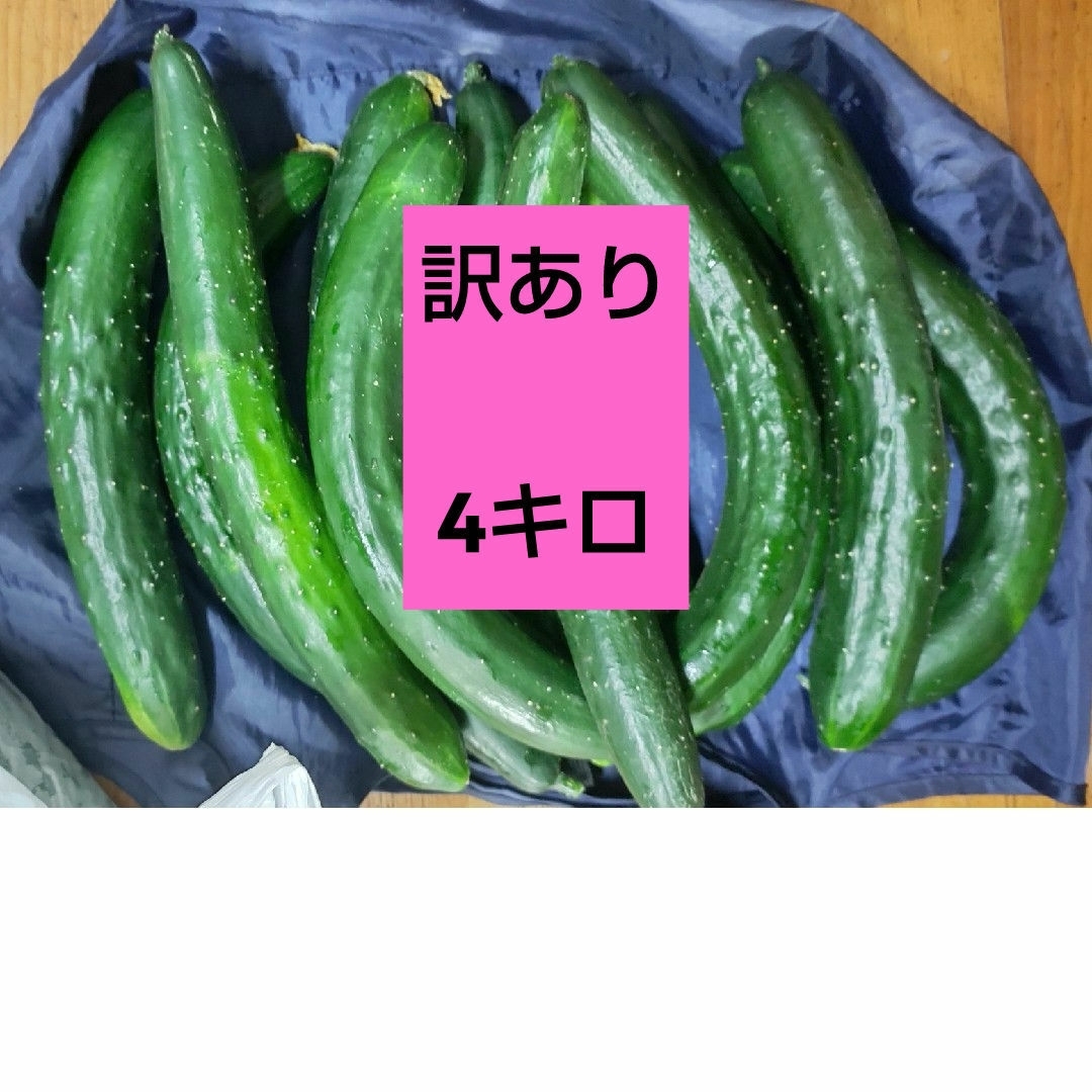 熊本県産　訳あり　きゅうり　４キロ 食品/飲料/酒の食品(野菜)の商品写真