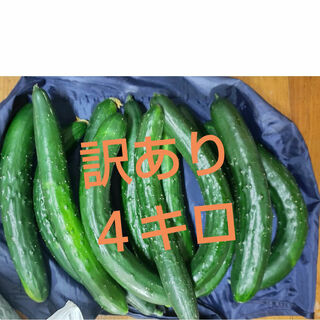熊本県産　訳あり　きゅうり　４キロ(野菜)