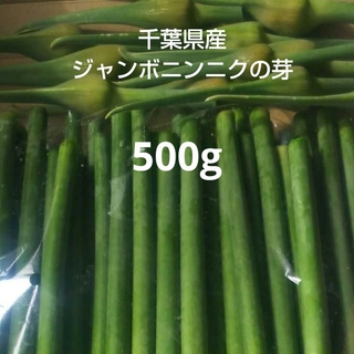 千葉県産ジャンボニンニクの芽500g栽培期間中農薬不使用(野菜)