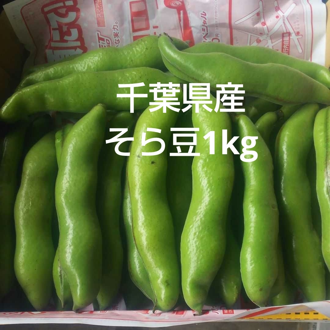 千葉県産そら豆１kg栽培期間中農薬不使用 食品/飲料/酒の食品(野菜)の商品写真