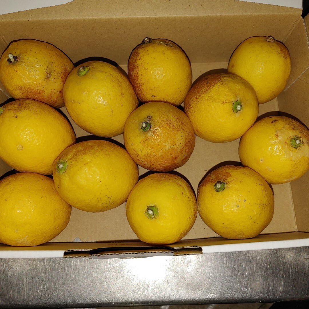 国産 無農薬 レモン 1.1kg 送料無料 食品/飲料/酒の食品(フルーツ)の商品写真