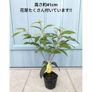 花は甘く葉はレモンの香り　☘　大株!!　レモンマートル　☘　苗　オージープランツ(その他)