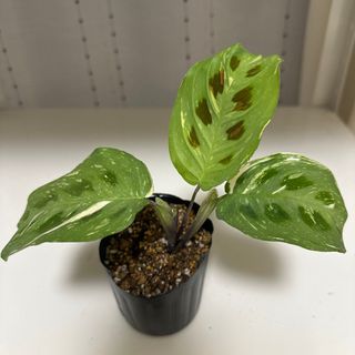 マランタ　ケルコビアナ　斑入り(その他)