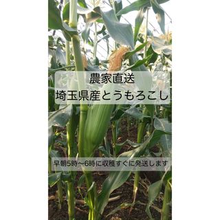 とうもろこし5本(野菜)