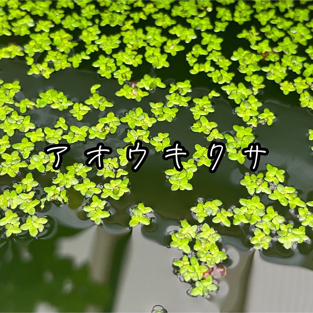 ☻浮草 水草☻ アオウキクサ 直径約15cmタモでひとすくい その他のペット用品(アクアリウム)の商品写真