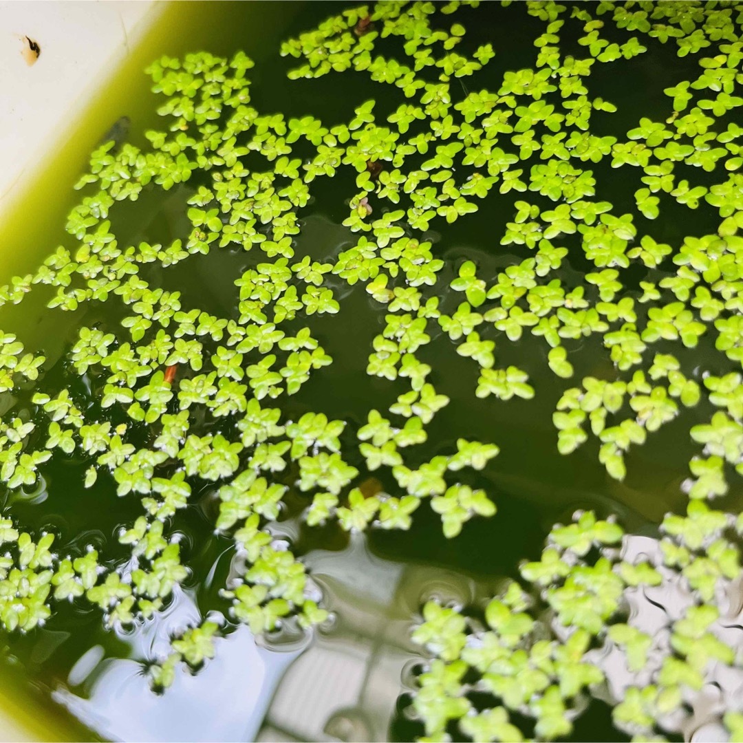 ☻浮草 水草☻ アオウキクサ 直径約15cmタモでひとすくい その他のペット用品(アクアリウム)の商品写真